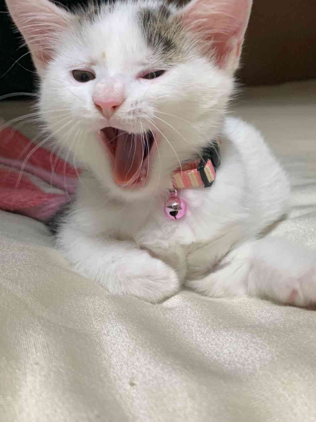 がるちゃん猫カフェ75号店開店しました♪(初めての方も大歓迎♪)