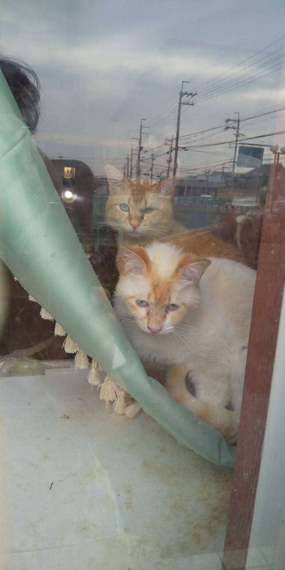 がるちゃん猫カフェ75号店開店しました♪(初めての方も大歓迎♪)