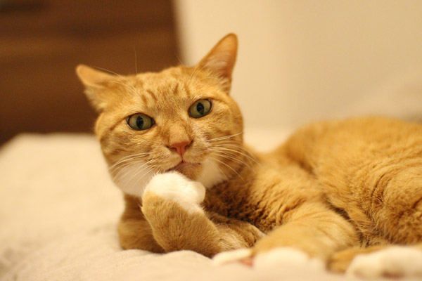 がるちゃん猫カフェ75号店開店しました♪(初めての方も大歓迎♪)