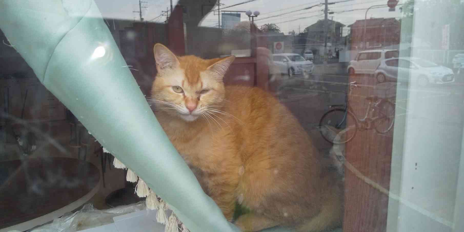 がるちゃん猫カフェ75号店開店しました♪(初めての方も大歓迎♪)