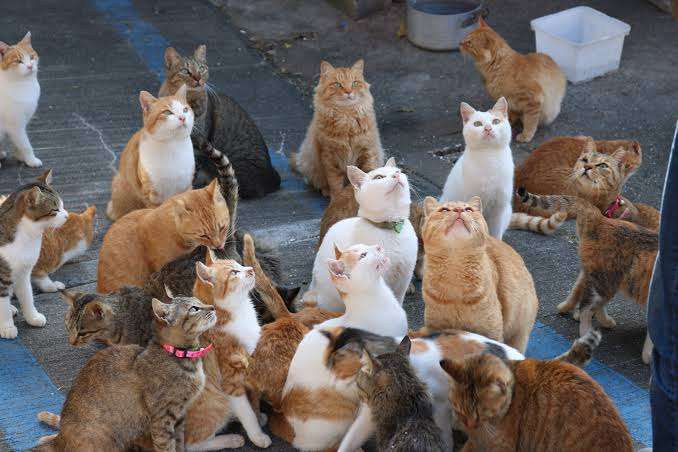 がるちゃん猫カフェ75号店開店しました♪(初めての方も大歓迎♪)