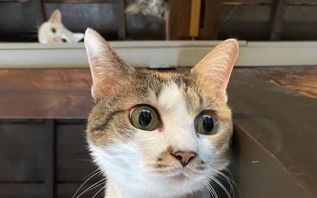 がるちゃん猫カフェ75号店開店しました♪(初めての方も大歓迎♪)