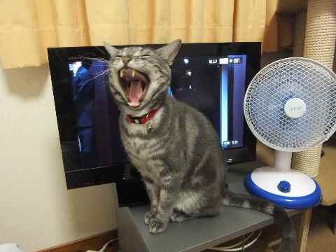 がるちゃん猫カフェ75号店開店しました♪(初めての方も大歓迎♪)