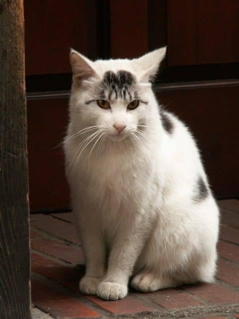 がるちゃん猫カフェ75号店開店しました♪(初めての方も大歓迎♪)