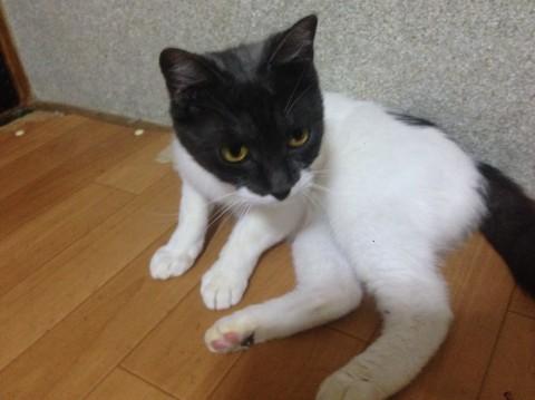 がるちゃん猫カフェ75号店開店しました♪(初めての方も大歓迎♪)