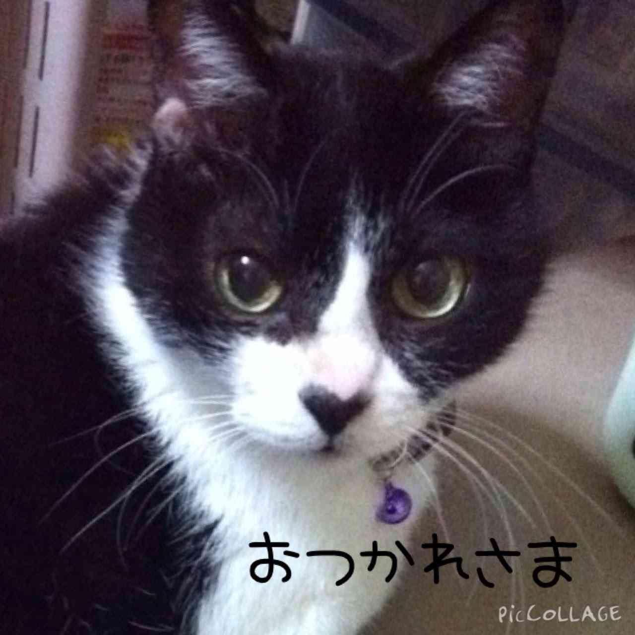 がるちゃん猫カフェ75号店開店しました♪(初めての方も大歓迎♪)