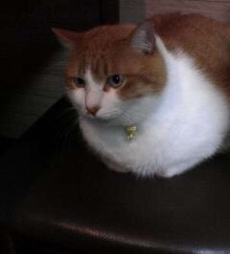 がるちゃん猫カフェ75号店開店しました♪(初めての方も大歓迎♪)