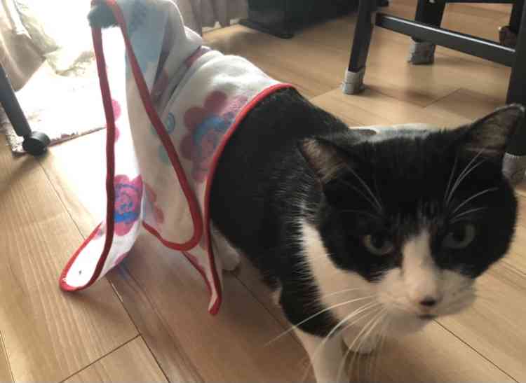 がるちゃん猫カフェ75号店開店しました♪(初めての方も大歓迎♪)