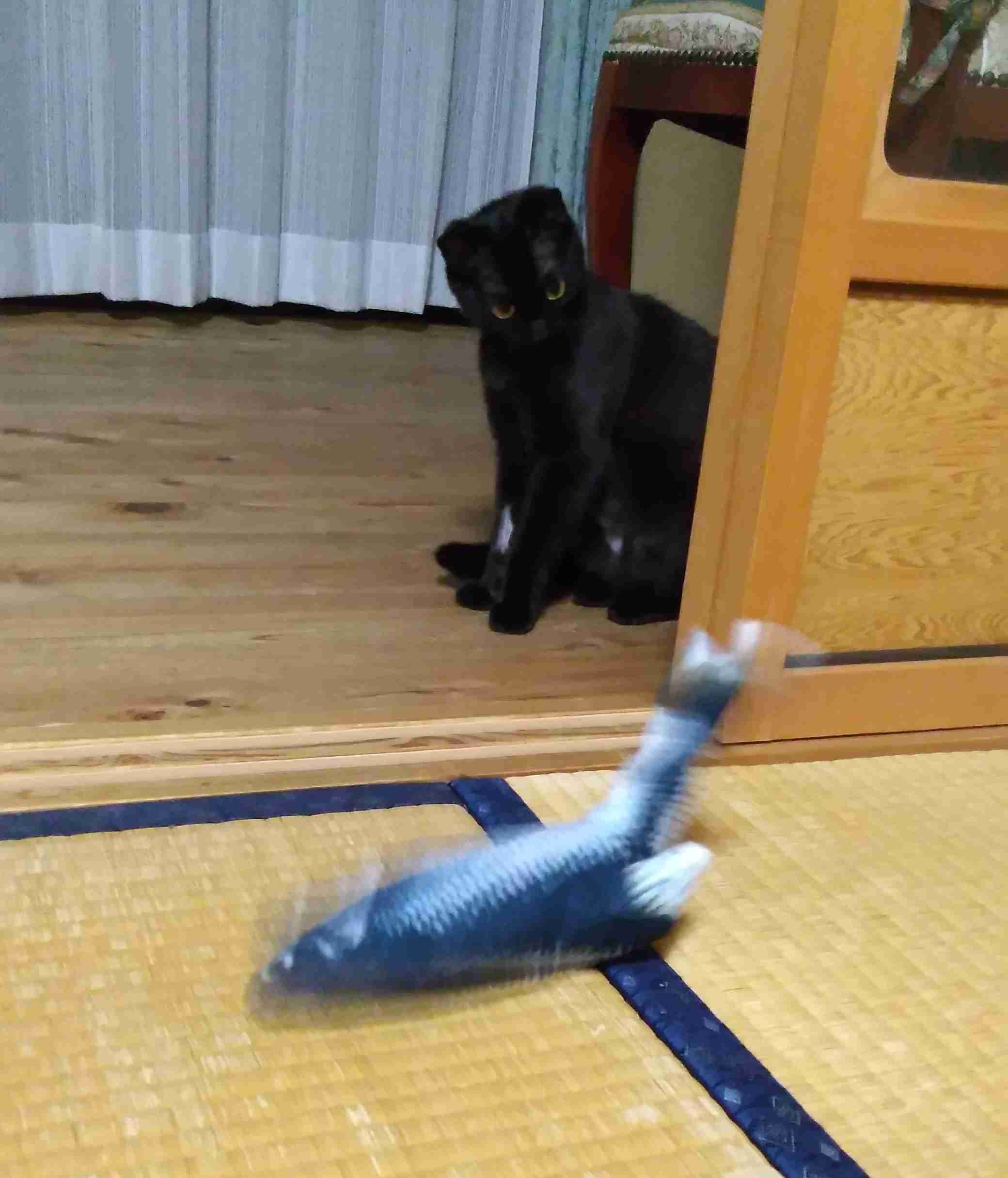 がるちゃん猫カフェ75号店開店しました♪(初めての方も大歓迎♪)