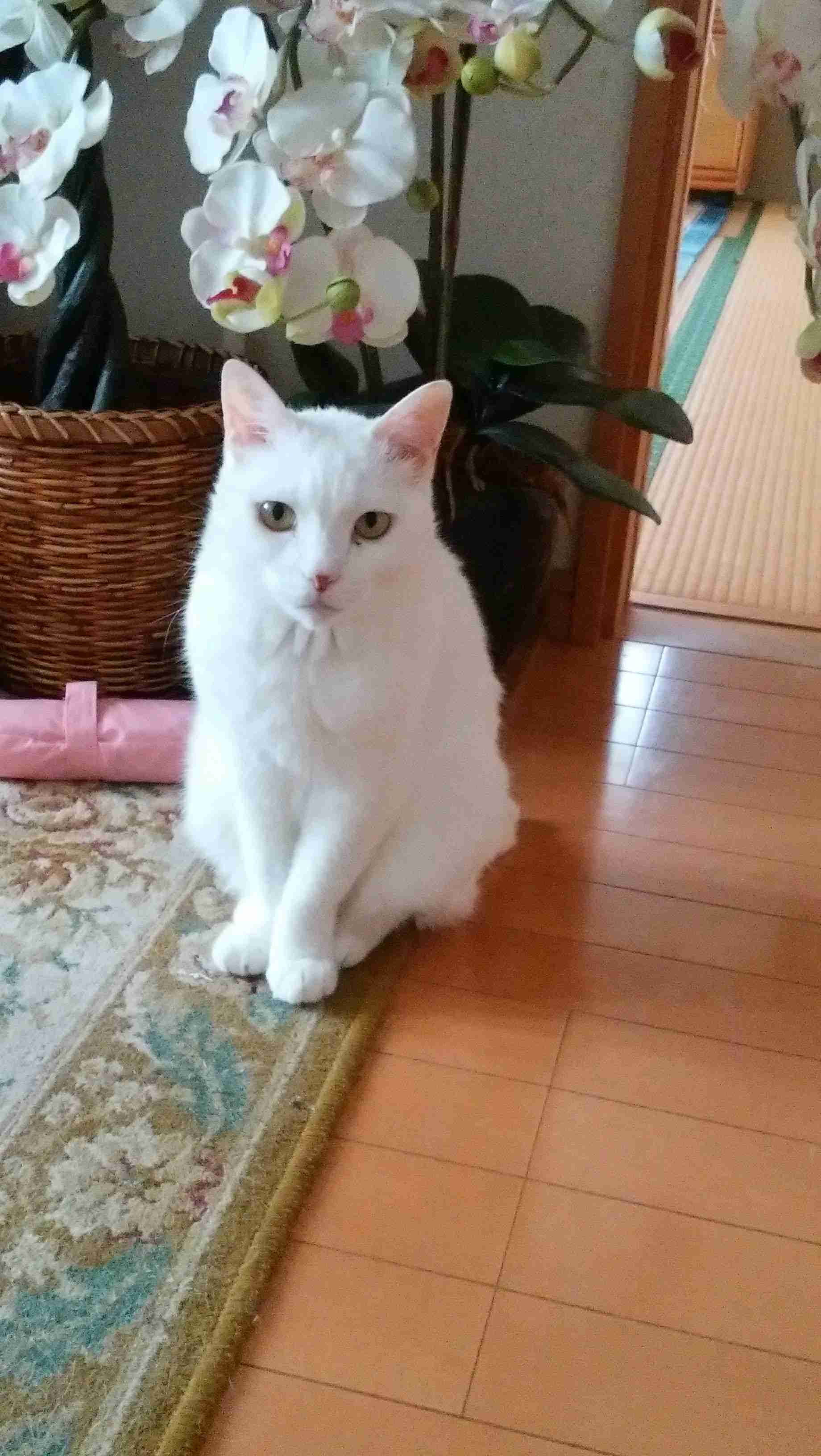 がるちゃん猫カフェ75号店開店しました♪(初めての方も大歓迎♪)
