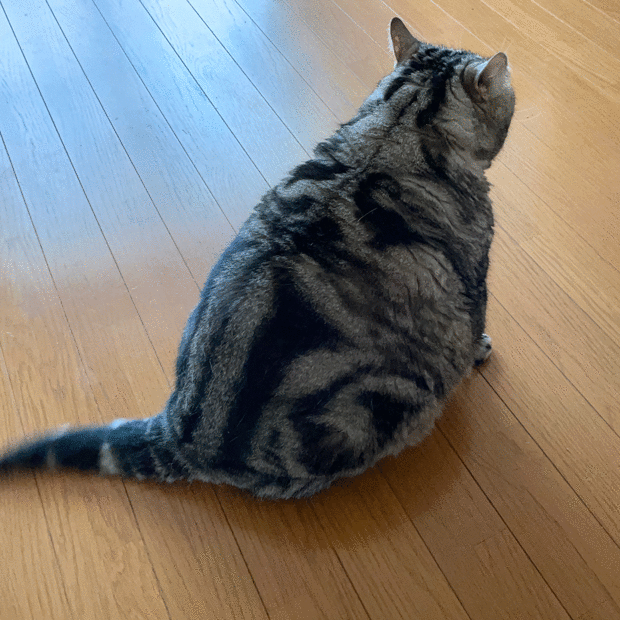 愛するペットに聞いてみたいこと