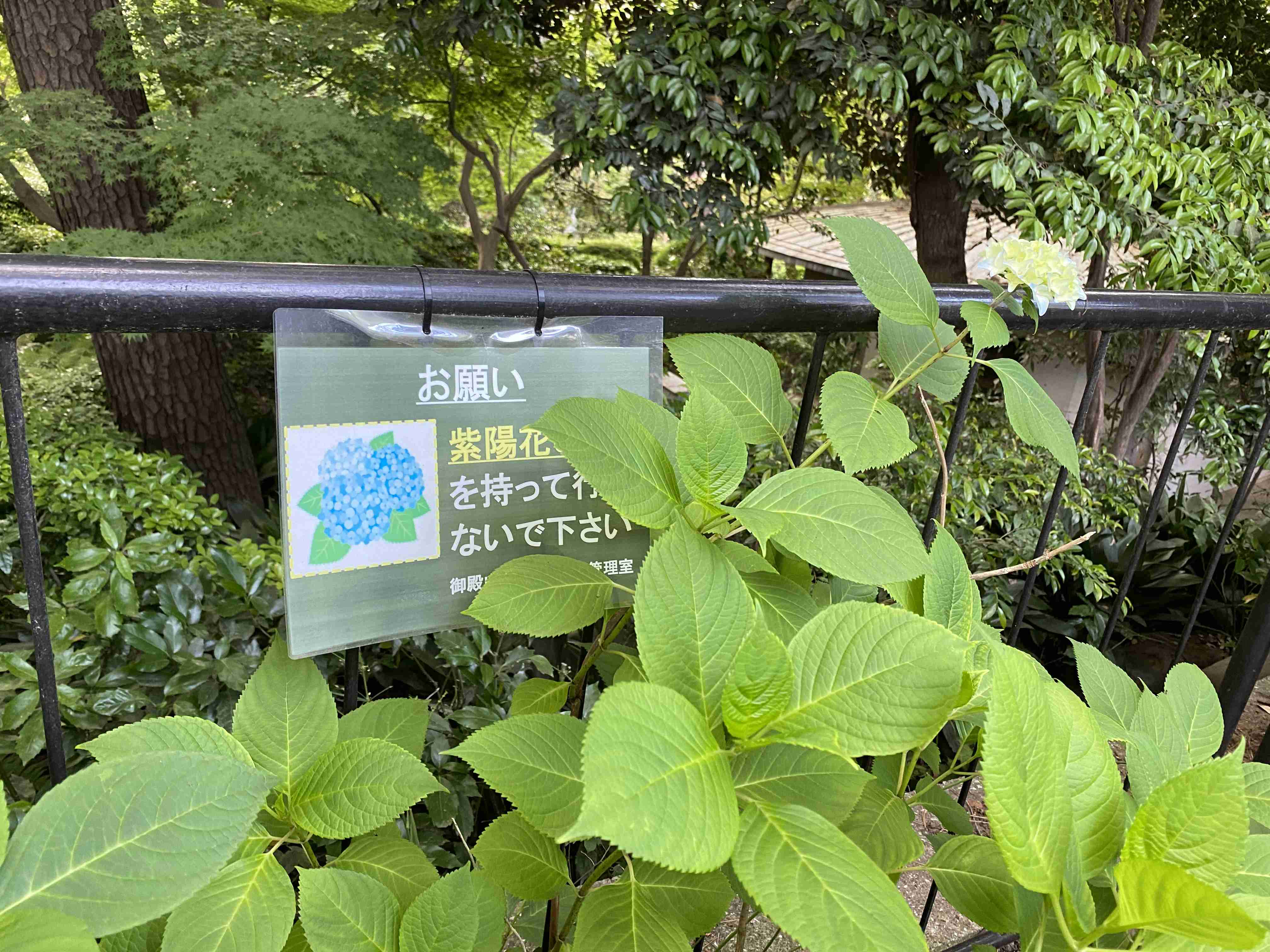 母の日に送った“大切なアジサイ”窃盗…袋持参の周到な犯人に被害者怒り