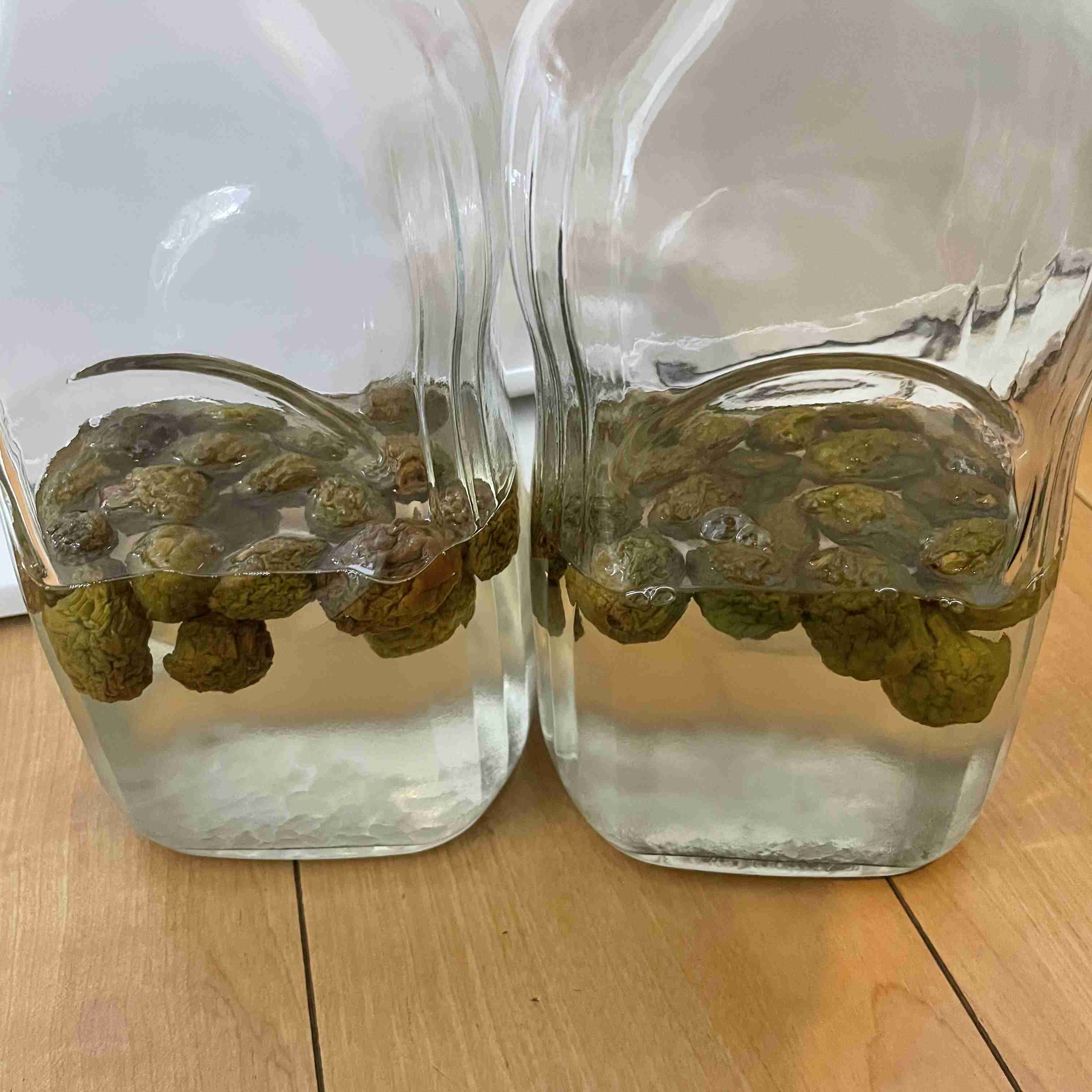 もう梅酒は漬けましたか〜？