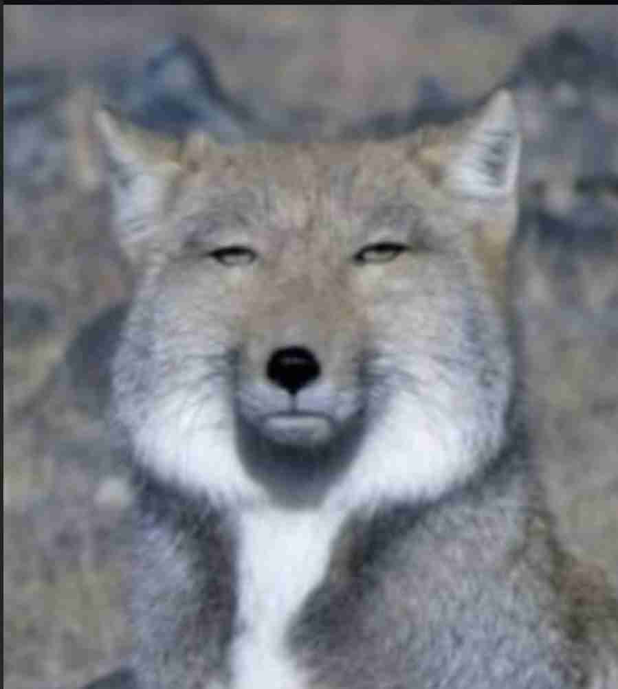 EXIT・りんたろー。　好きになりかけた後輩芸人明かす　兼近は「キスしたことあるよ」