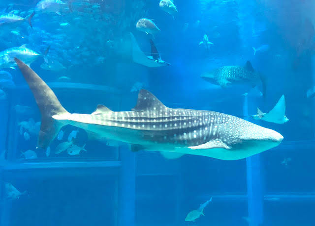 【全国どこでも】おすすめ水族館