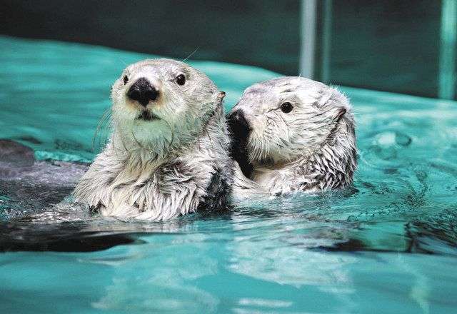 【全国どこでも】おすすめ水族館