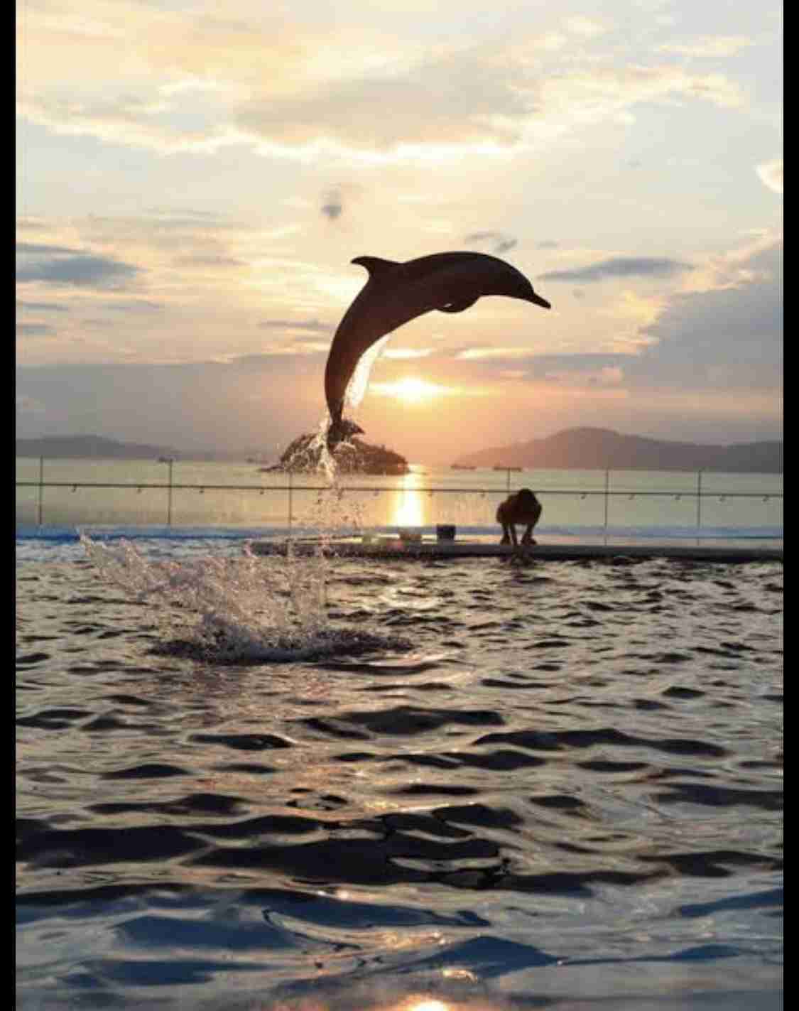 【全国どこでも】おすすめ水族館