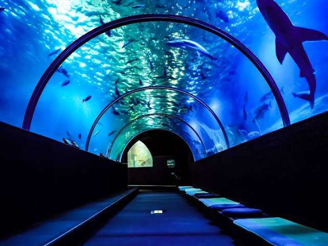 【全国どこでも】おすすめ水族館
