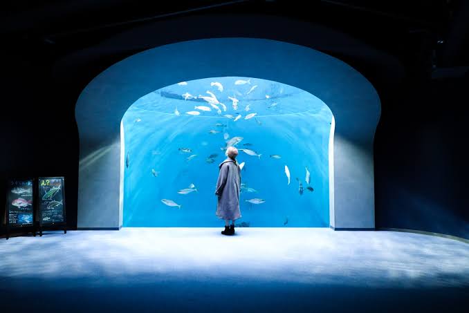 【全国どこでも】おすすめ水族館