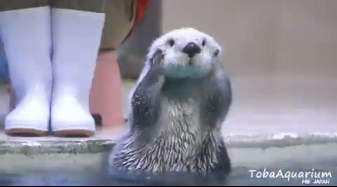 【全国どこでも】おすすめ水族館