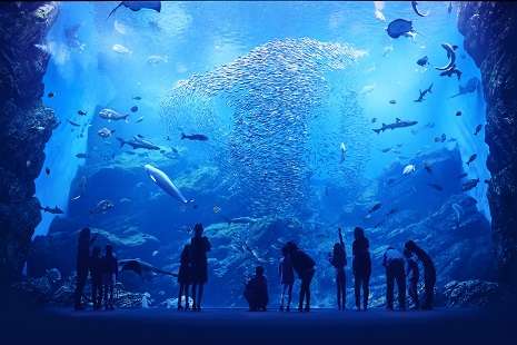【全国どこでも】おすすめ水族館