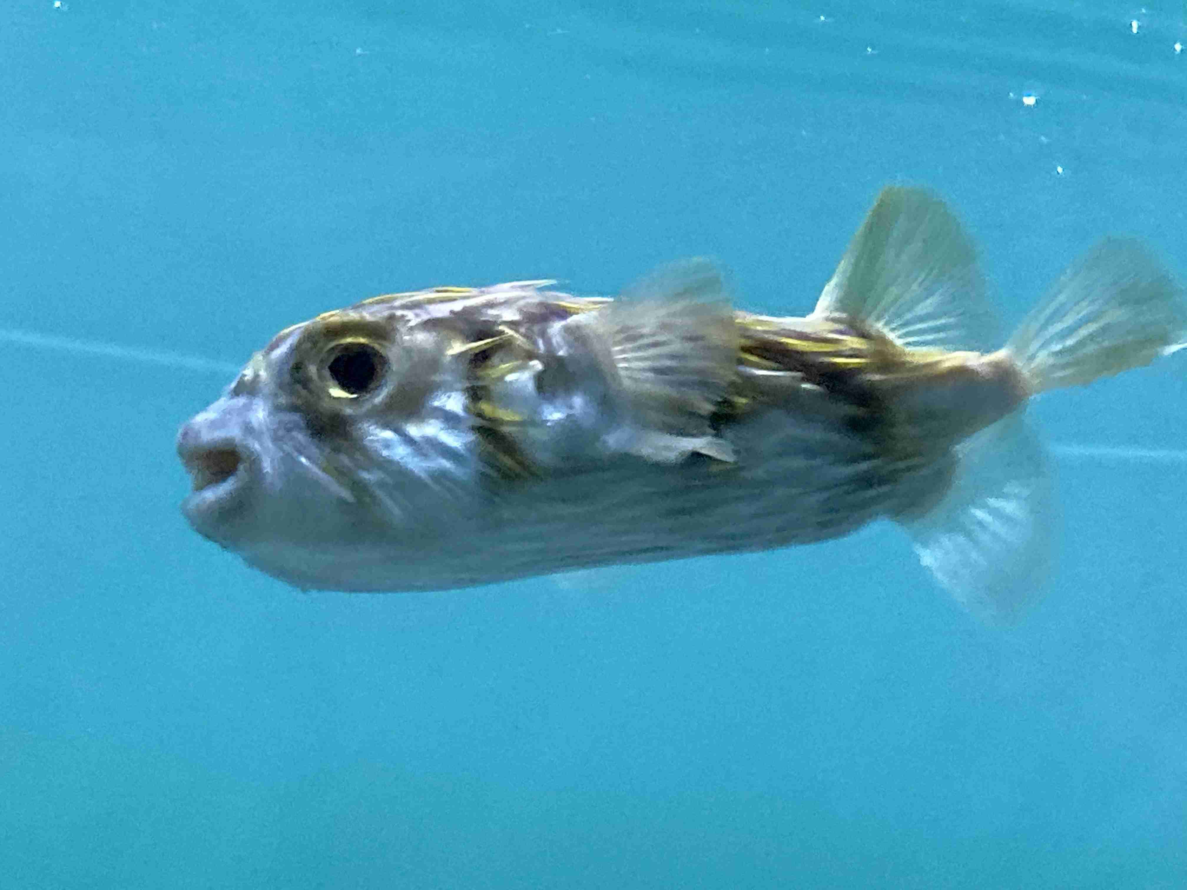 【全国どこでも】おすすめ水族館