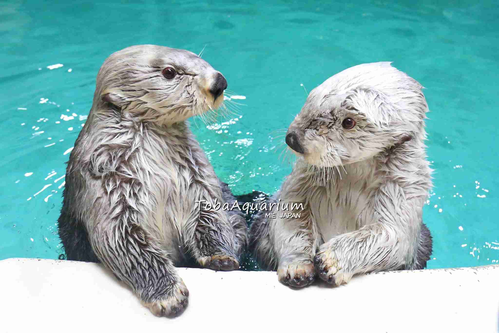 【全国どこでも】おすすめ水族館