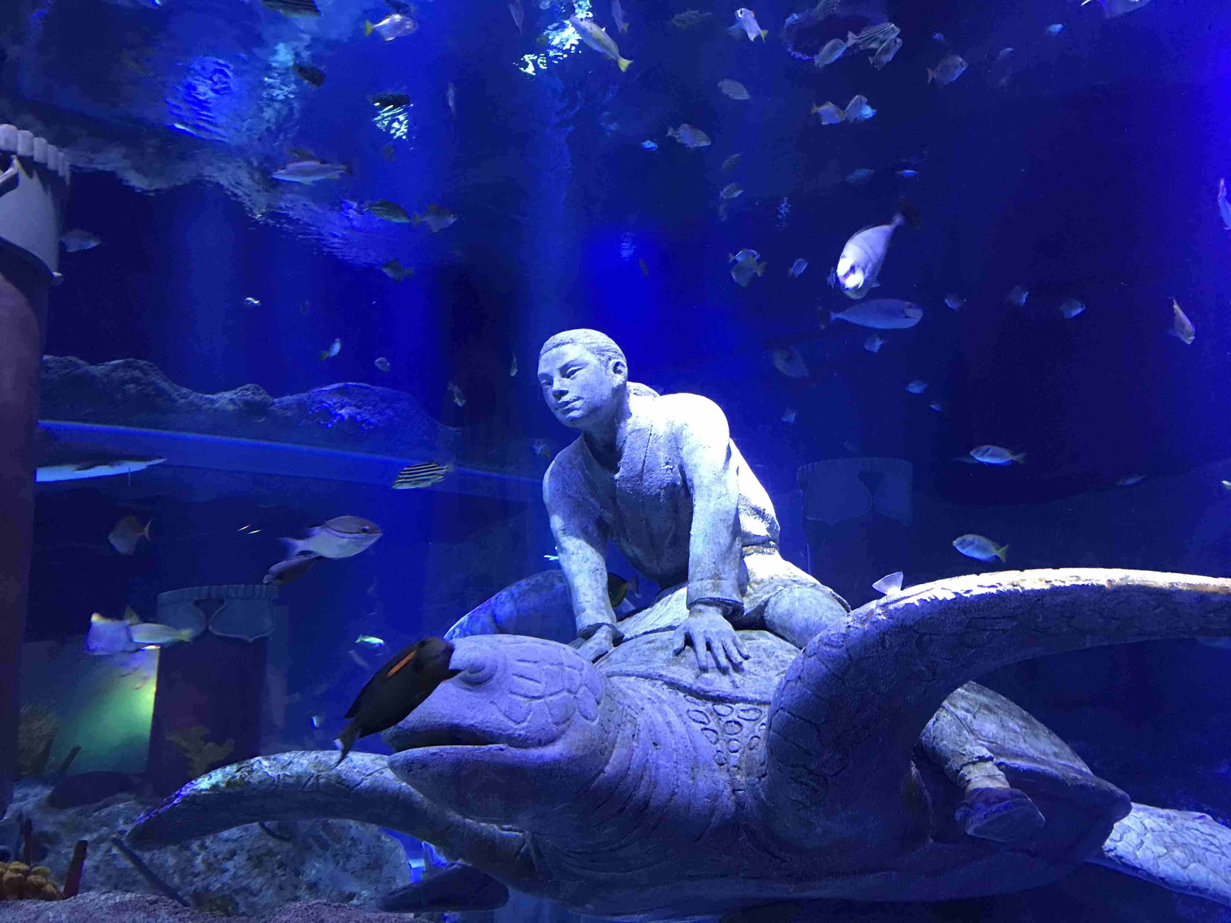 【全国どこでも】おすすめ水族館