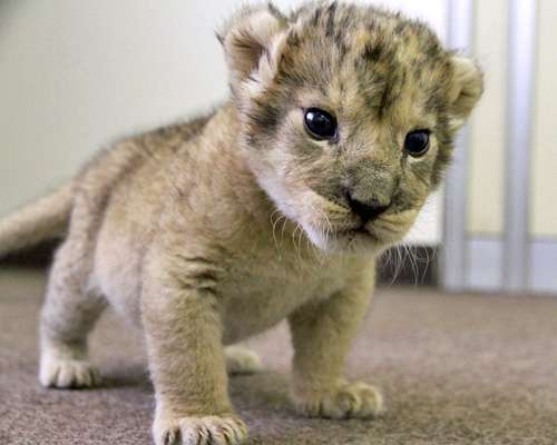 動物の赤ちゃん画像