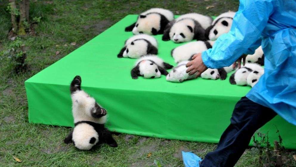 動物の赤ちゃん画像