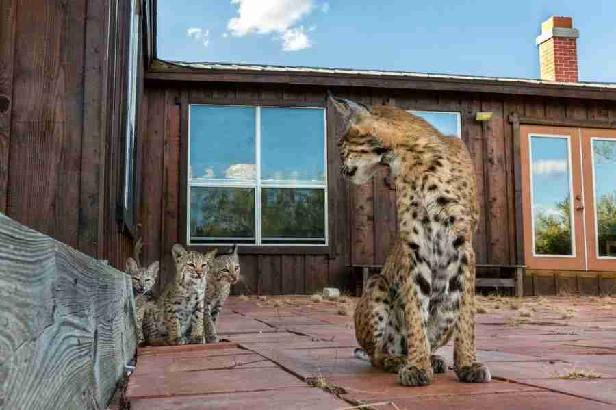 動物の赤ちゃん画像