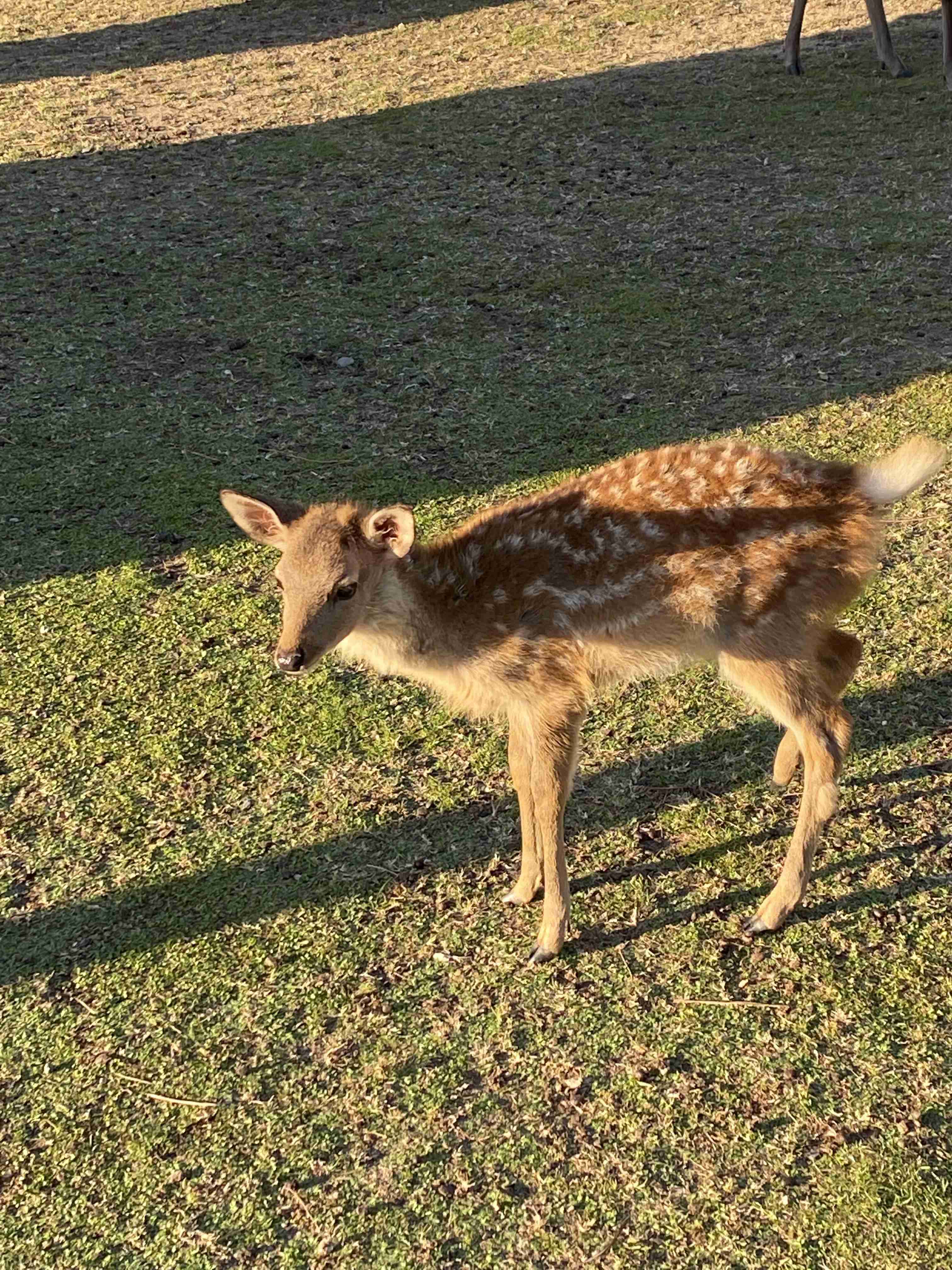 動物の赤ちゃん画像