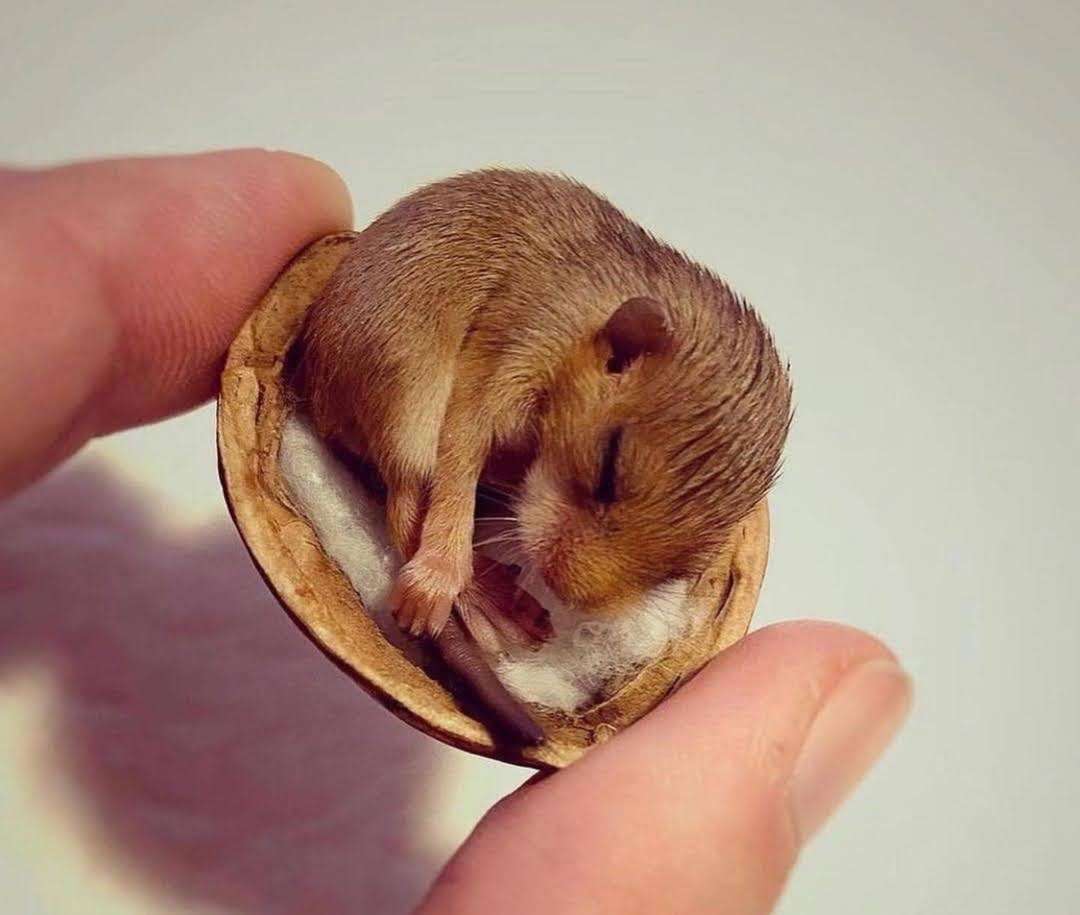 動物の赤ちゃん画像