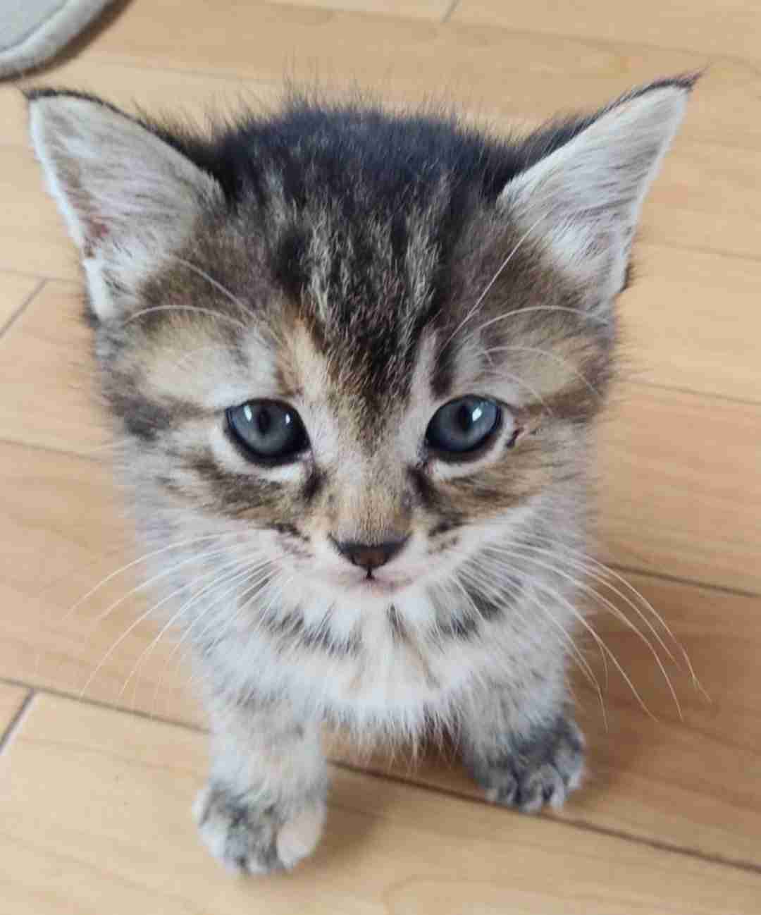 動物の赤ちゃん画像