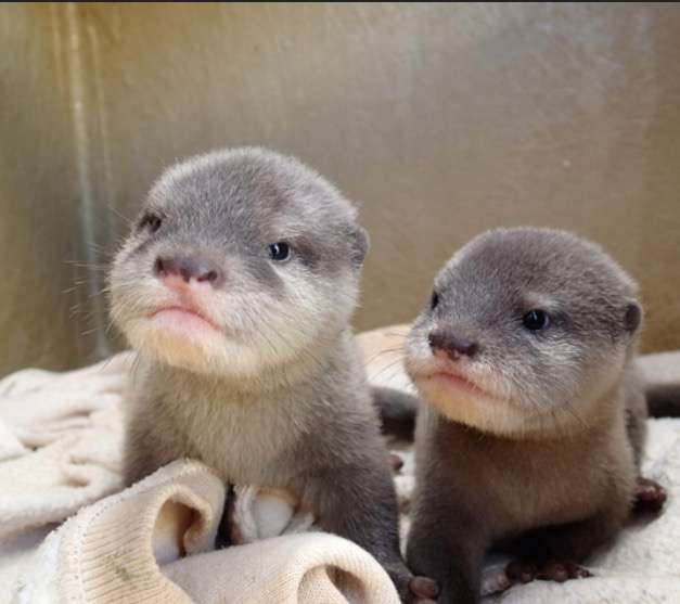 動物の赤ちゃん画像