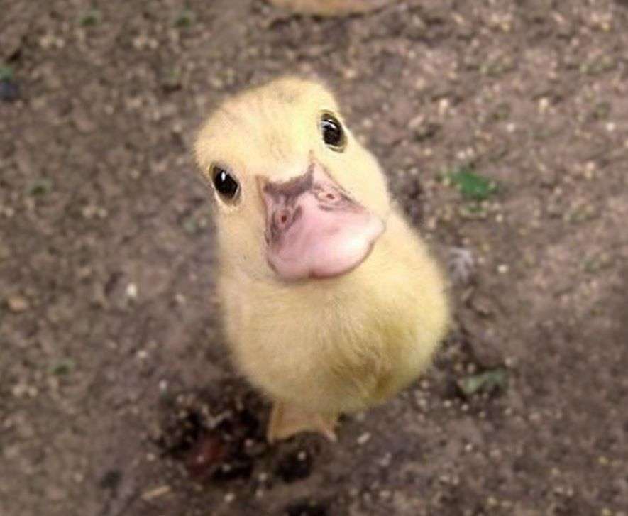 動物の赤ちゃん画像