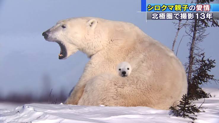 動物の赤ちゃん画像