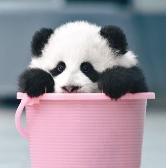 動物の赤ちゃん画像