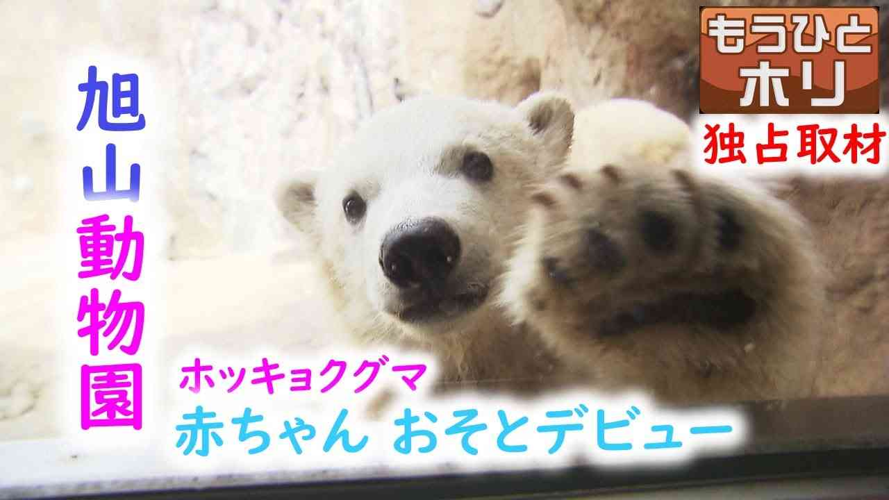 動物の赤ちゃん画像