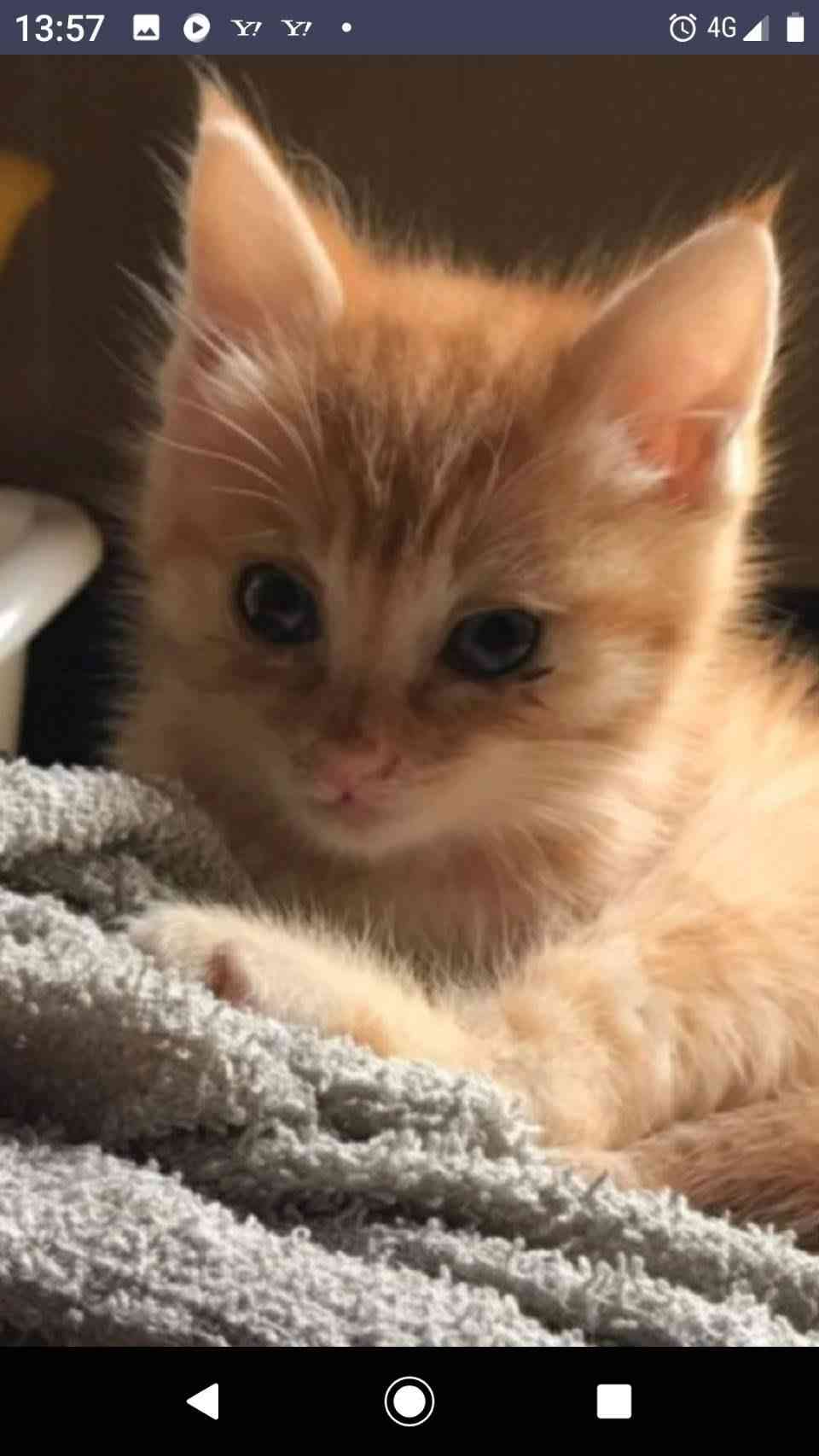 動物の赤ちゃん画像