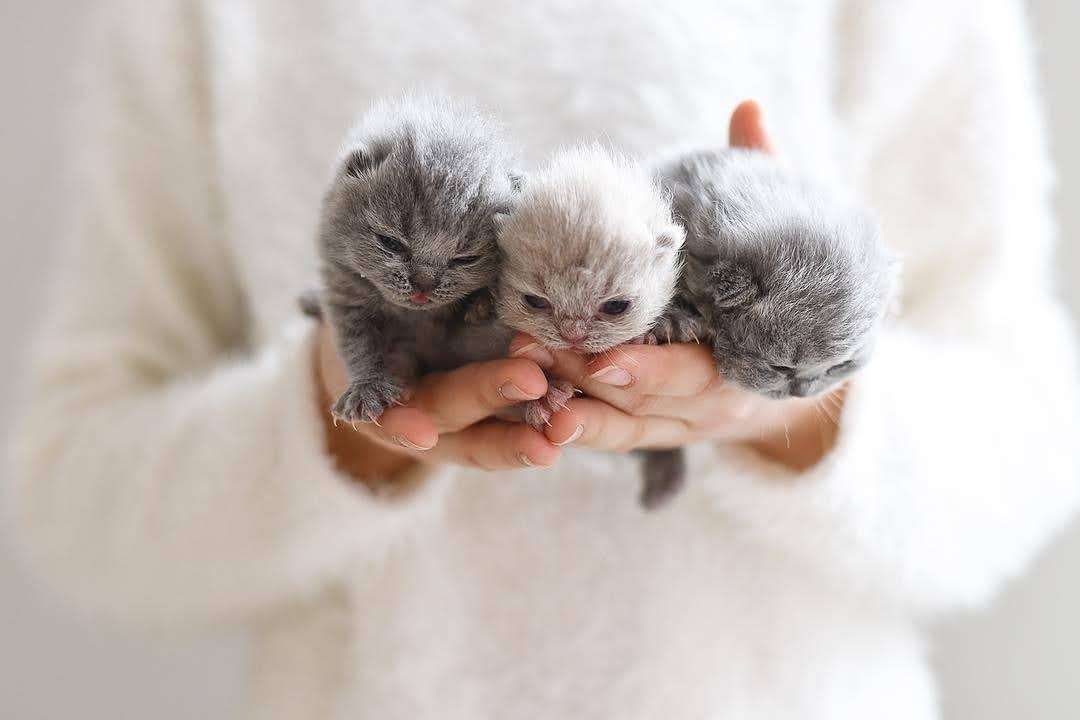 動物の赤ちゃん画像