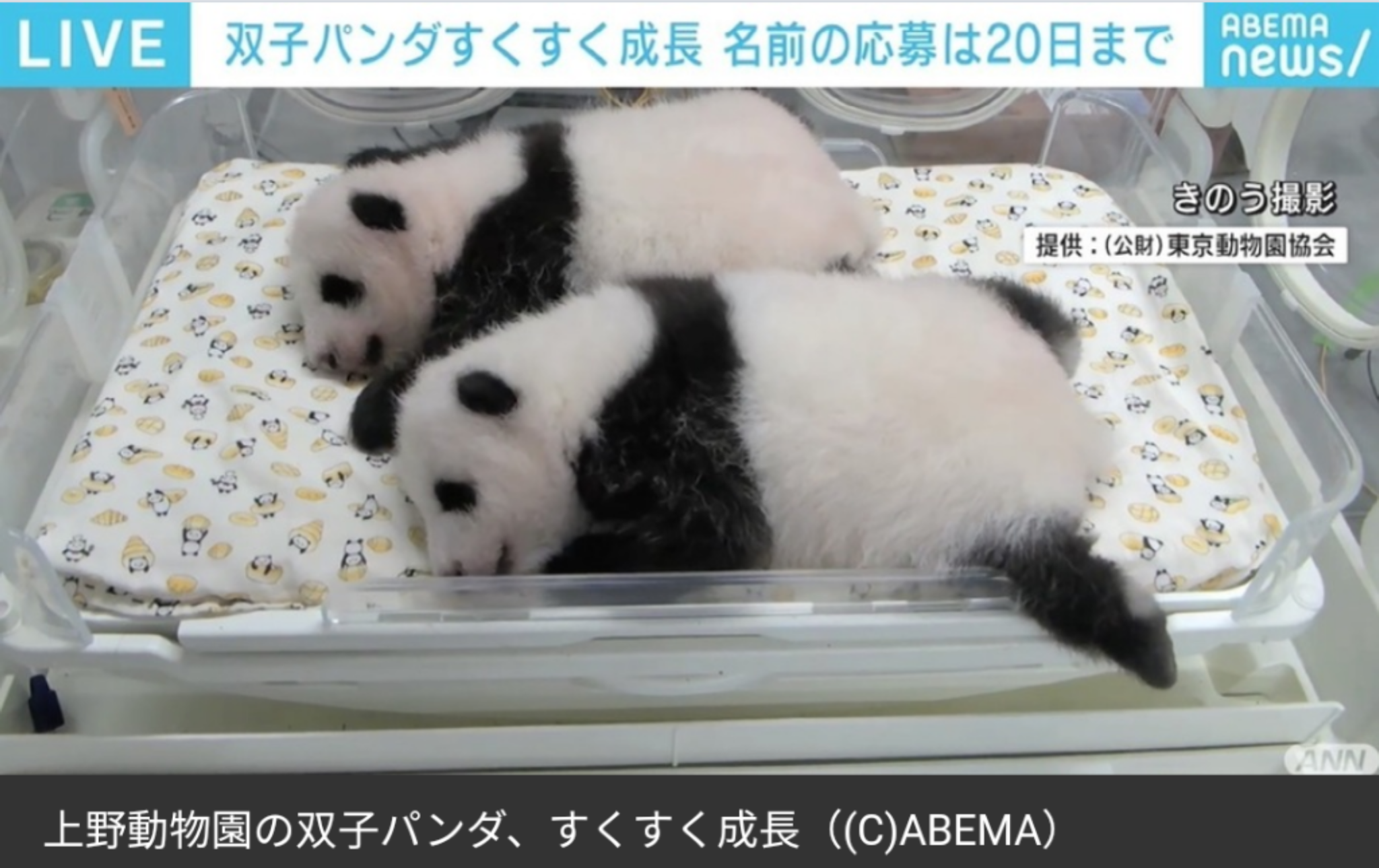 動物の赤ちゃん画像