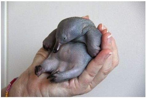 動物の赤ちゃん画像