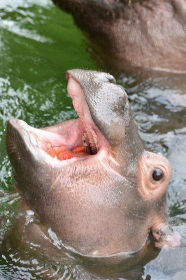 動物の赤ちゃん画像