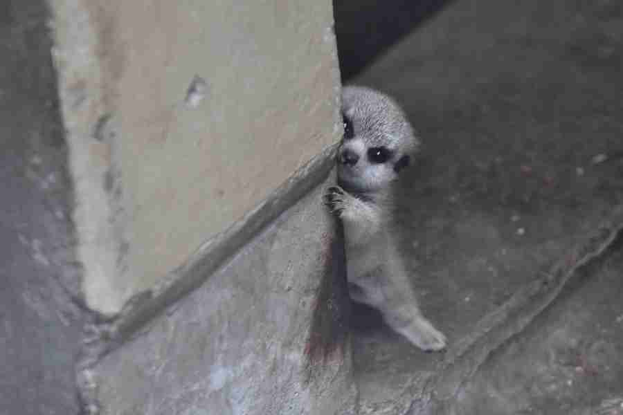 動物の赤ちゃん画像