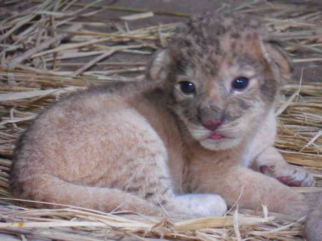 動物の赤ちゃん画像