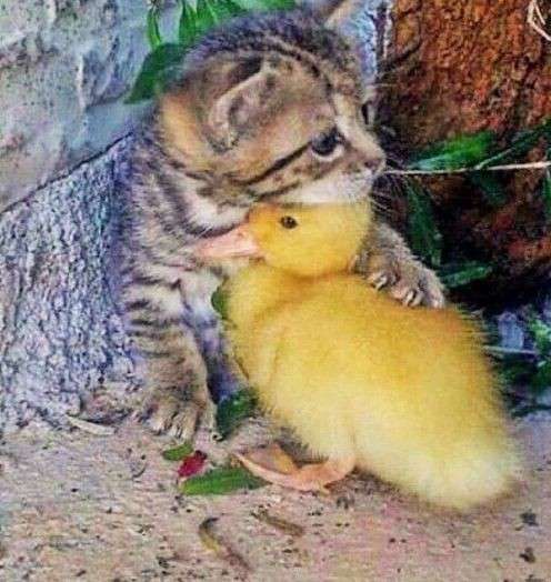 動物の赤ちゃん画像