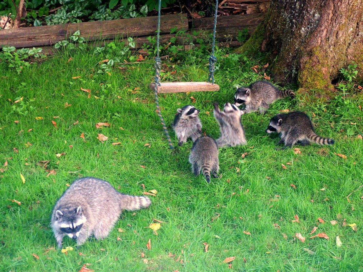 動物の赤ちゃん画像