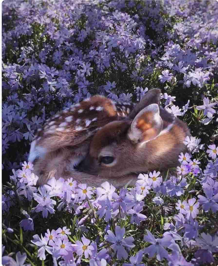 動物の赤ちゃん画像