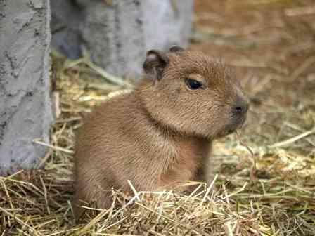 動物の赤ちゃん画像